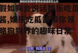 假如狗会说话娱乐吃瓜酱,娱乐吃瓜酱带你领略狗狗界的趣味日常