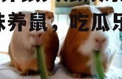 穷人养鼠大法娱乐吃瓜,趣味养鼠，吃瓜乐趣无限