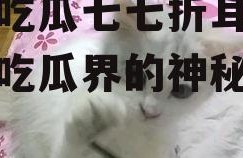 娱乐吃瓜七七折耳猫,娱乐吃瓜界的神秘力量