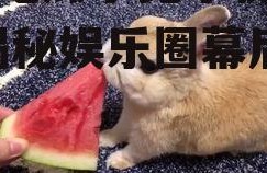 娱乐吃瓜小兔子视频下载,揭秘娱乐圈幕后故事